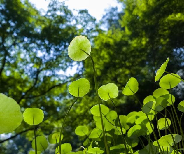 激光电视|一英寸影像猛禽手机是它!售价万元,信仰的价格吗?
