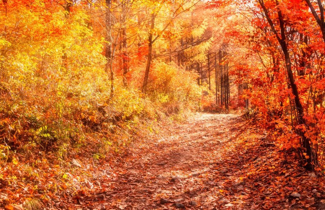 安徽|比日本唯美,比香山震撼,浪漫醉人的小城,藏着中国最美的秋天!