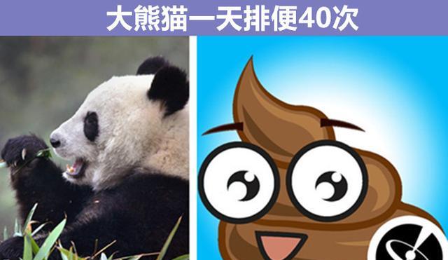 熊猫一天排便40次？与动物有关的9个鲜为人知的奇妙知识