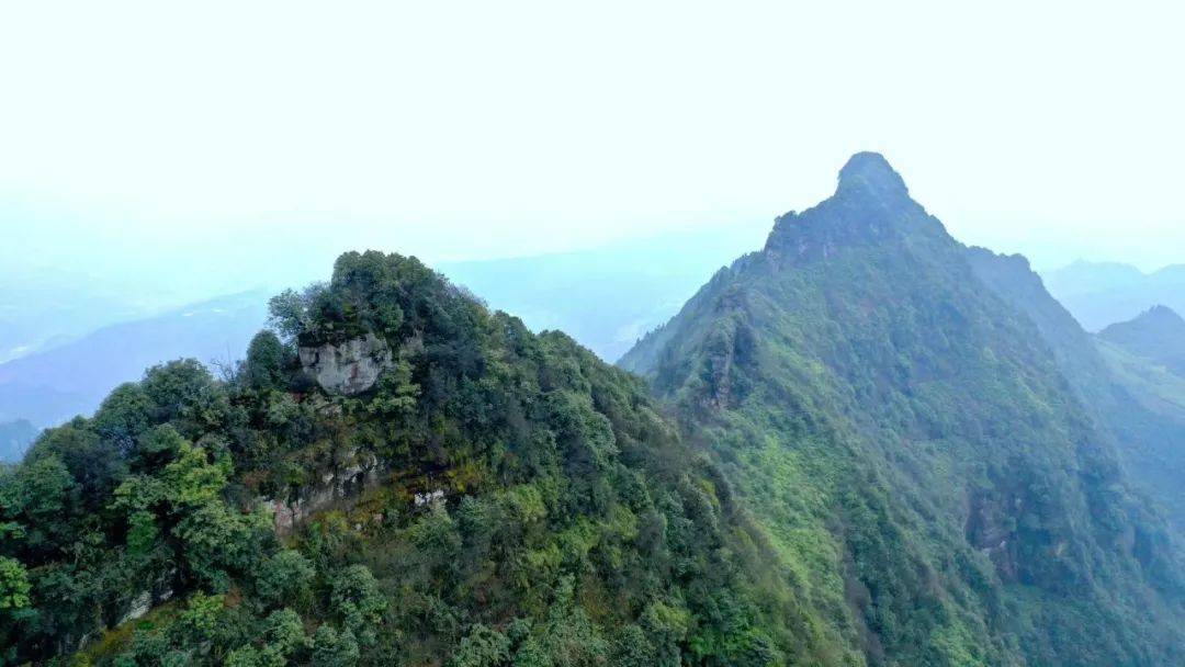 高原|创建天府旅游名县｜春茶开采品茶！踏春就来兴文这些地方