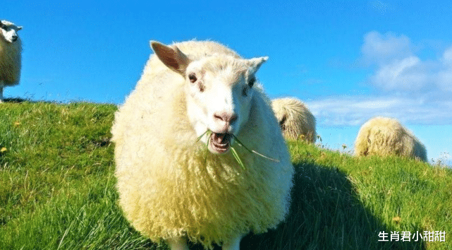 |贵人协助职场翻身，属羊人多年努力终于走向成功，事业大吉大利