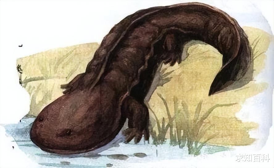 山海经|娃娃鱼：《山海经》现存物种之一，绝大多数人都被它的名字骗了