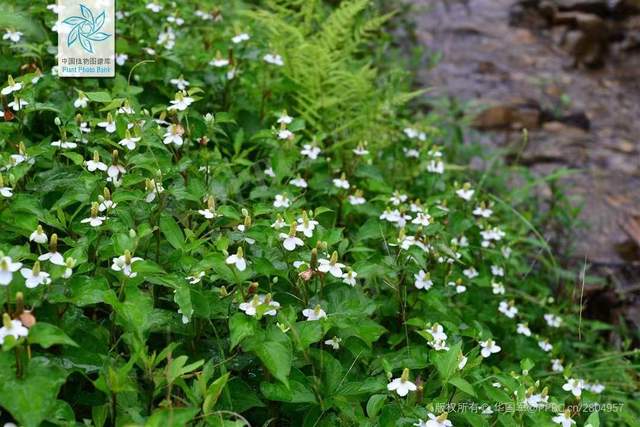 肿瘤|分享一味抗癌常用中药——鱼腥草，餐桌上的美味，应用于多种肿瘤