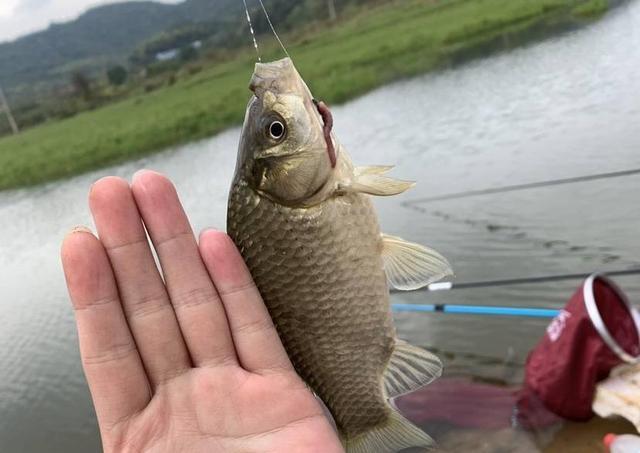 徒步|钓鲫鱼，使用子线长度和线组搭配，钓鱼也要讲技巧