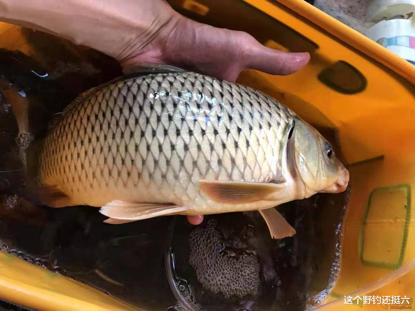 鲤鱼|初春钓鲫鱼谨防鲤鱼凑热闹!留意两种漂相行为,鲫鱼鲤鱼钓过瘾!