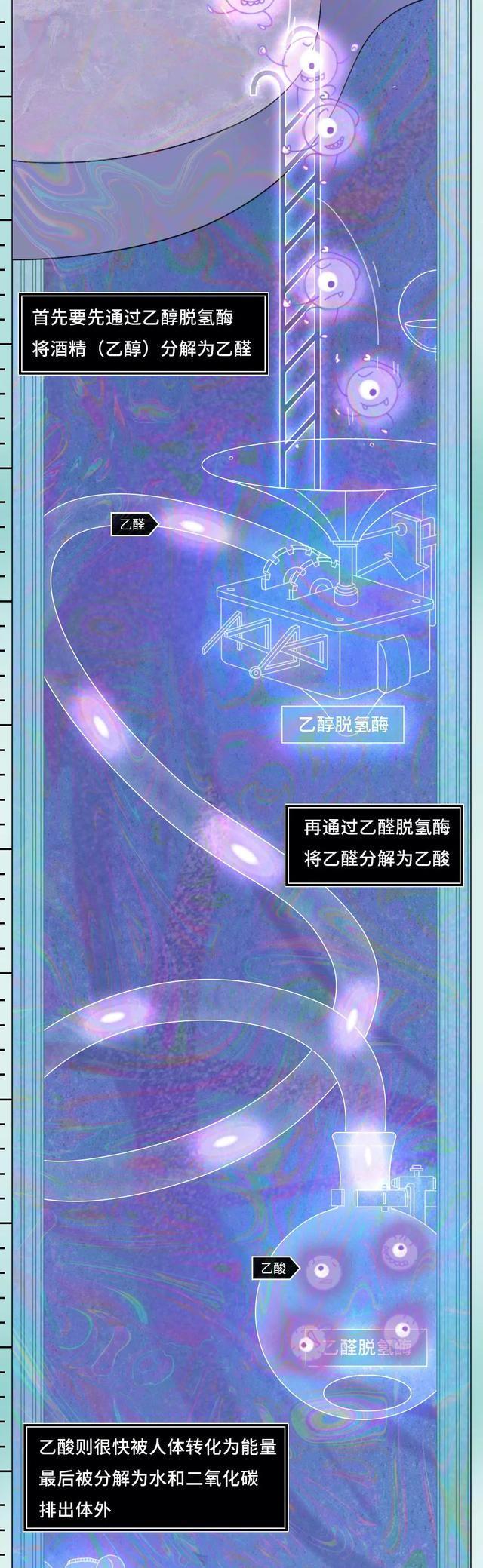 |酒精在体内的“活动轨迹”公布，看完后你还敢继续喝酒吗？