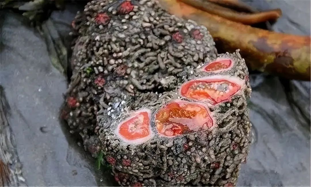 没有大脑,也没长眼睛!海菠萝通过2个小孔,让海水循环获得微生物来补充营养