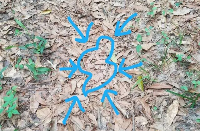 如果不小心碰到眼镜王蛇这样的毒蛇，我们该如何自救呢？