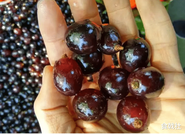 水果 景区里那些做过美容的水果, 究竟是什么?