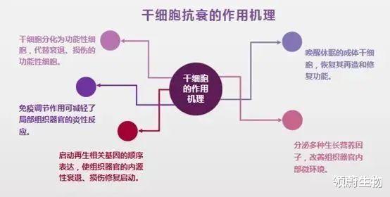 干细胞抗衰,可以让我们一直年轻下去吗?