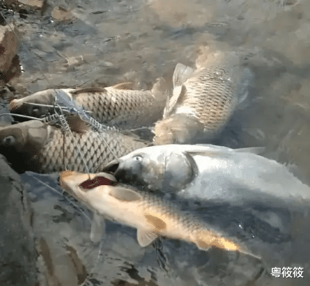 鱼会老死吗?为啥很少见老死的鱼?