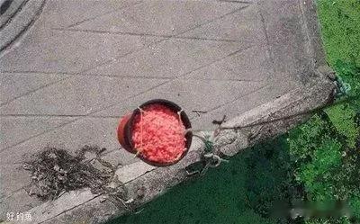 钓鱼技巧|钓鱼技巧：夏初钓鱼打窝想要发窝快，不光味型，方法也很重要