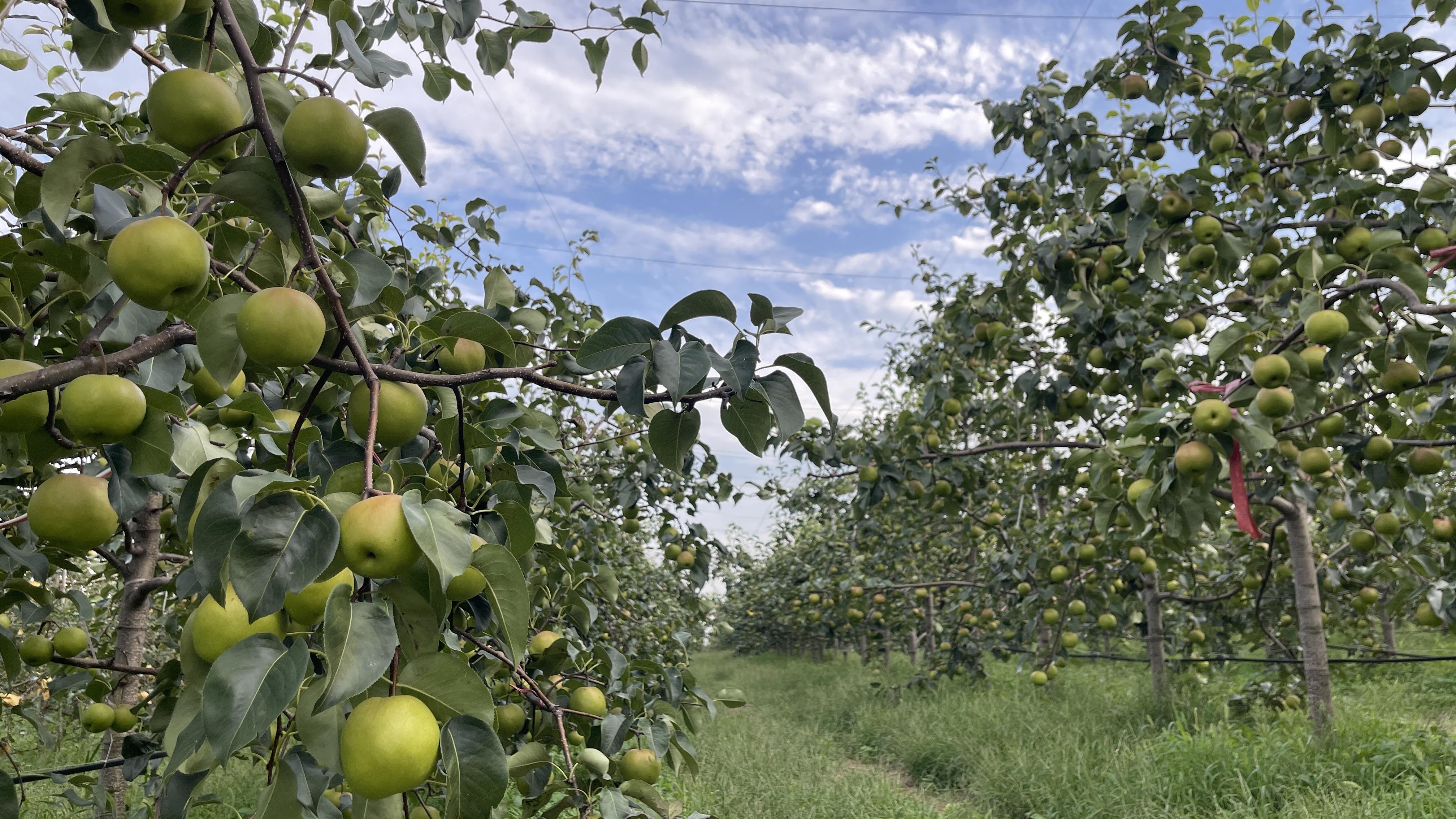 邮票|肉如羊脂,一口就爆汁,秋天吃黄陵翡翠梨也太爽了吧