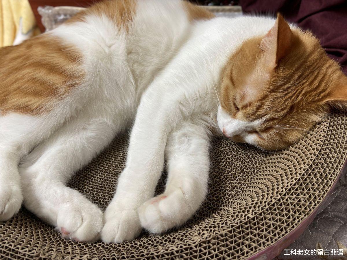 猫 猫：养尊处优，岁月静好，睡足美容觉