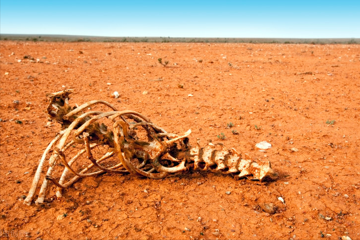 可可西里自然保护区|进藏的500公里无人区会有多恐怖呢？