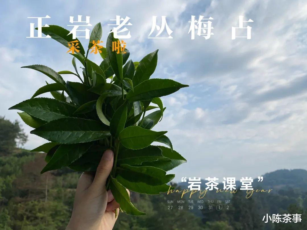 梅占、奇兰、金牡丹，这些不是岩茶品种吗？为什么会做成红茶？