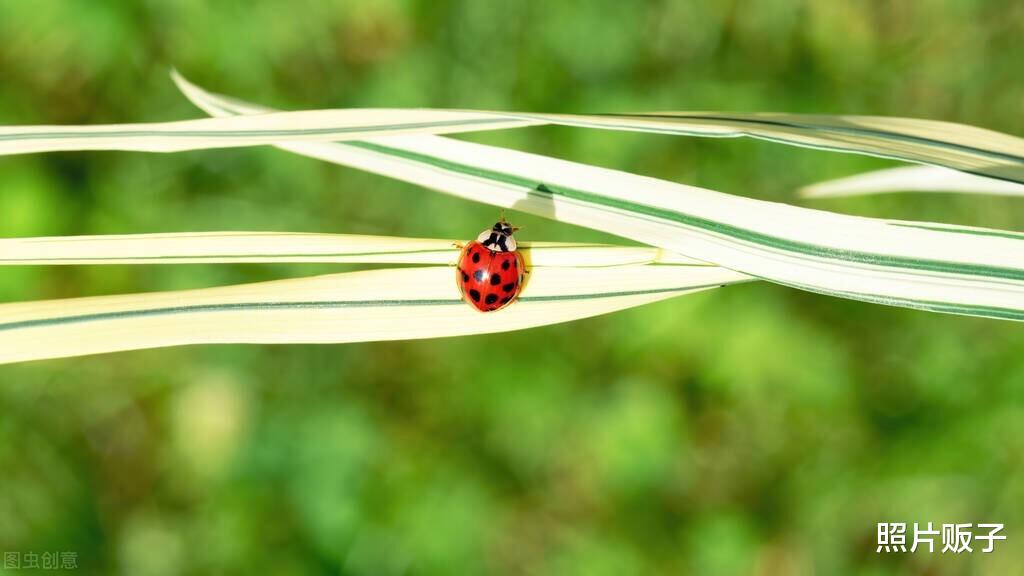 哪些场景适合拍摄微距?这3种微距摄影题材,你都会吗?
