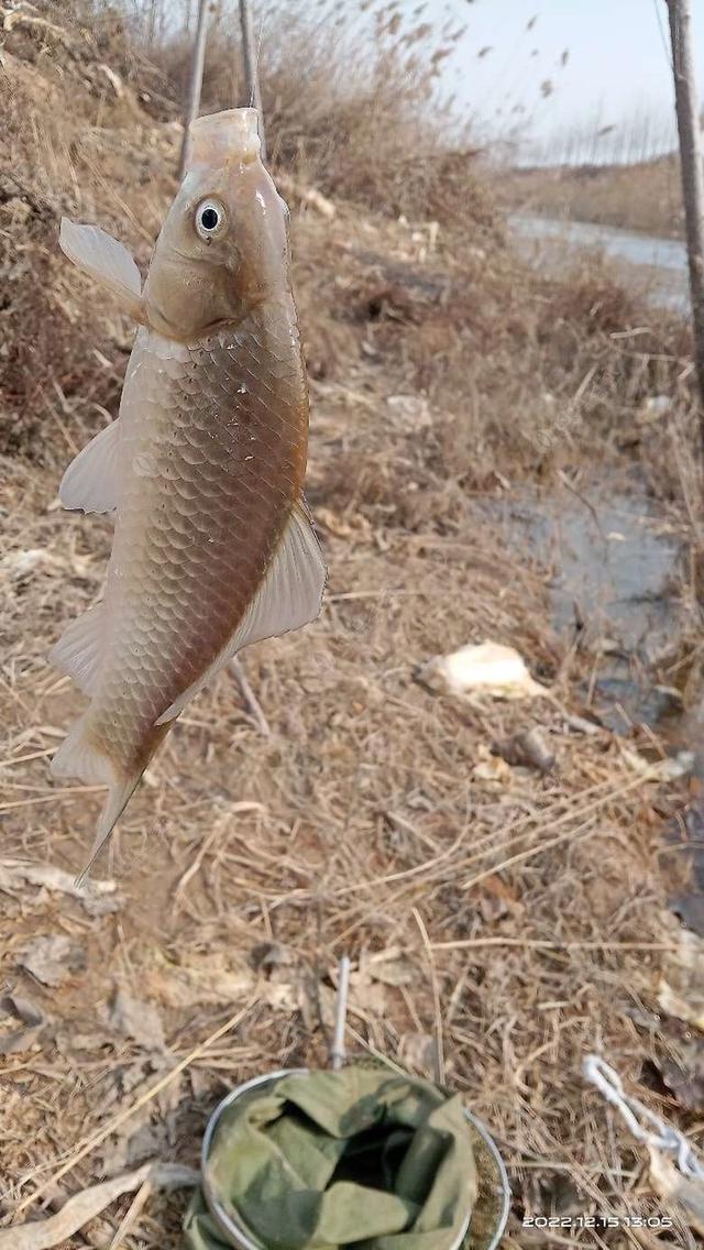 大板|打破冬钓常规，用大钩号上大板。