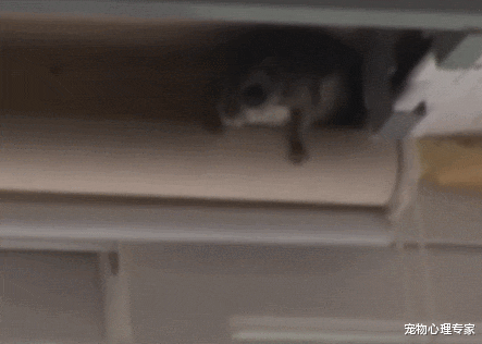 办公室|天花板上接二连三掉下飞鼠,大家拆下吊顶一看:原来在墙缝做窝了