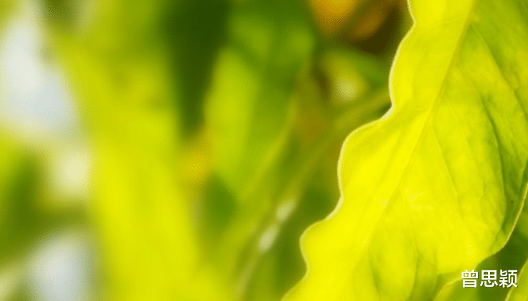 金牛座|8月下旬桃花运突然增多，会有很多人主动向水瓶座表白的星座！