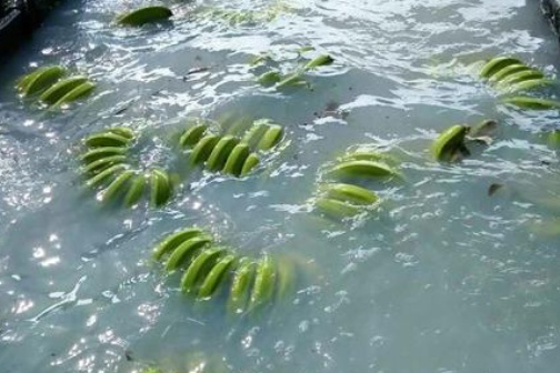 水果|医生不吃的3种水果，或许是不少人的最爱，嘴馋也要尽量忍住