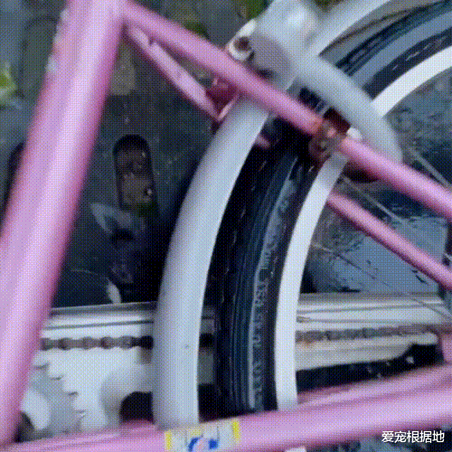 那只在雨中横冲直撞，见人就跑的小流浪猫，带回家后被宠成团宠