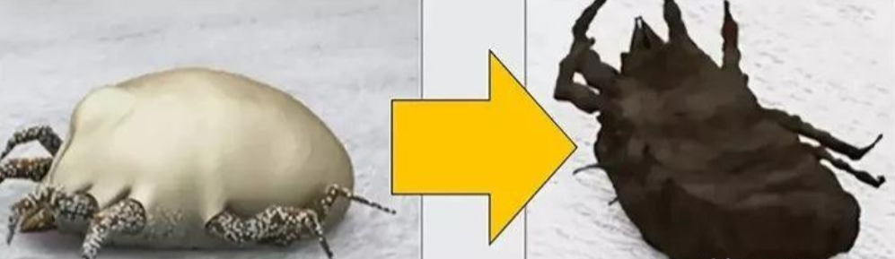 被子久睡螨虫“成堆”?教你这么做,不用洗不用晒,干净又杀菌