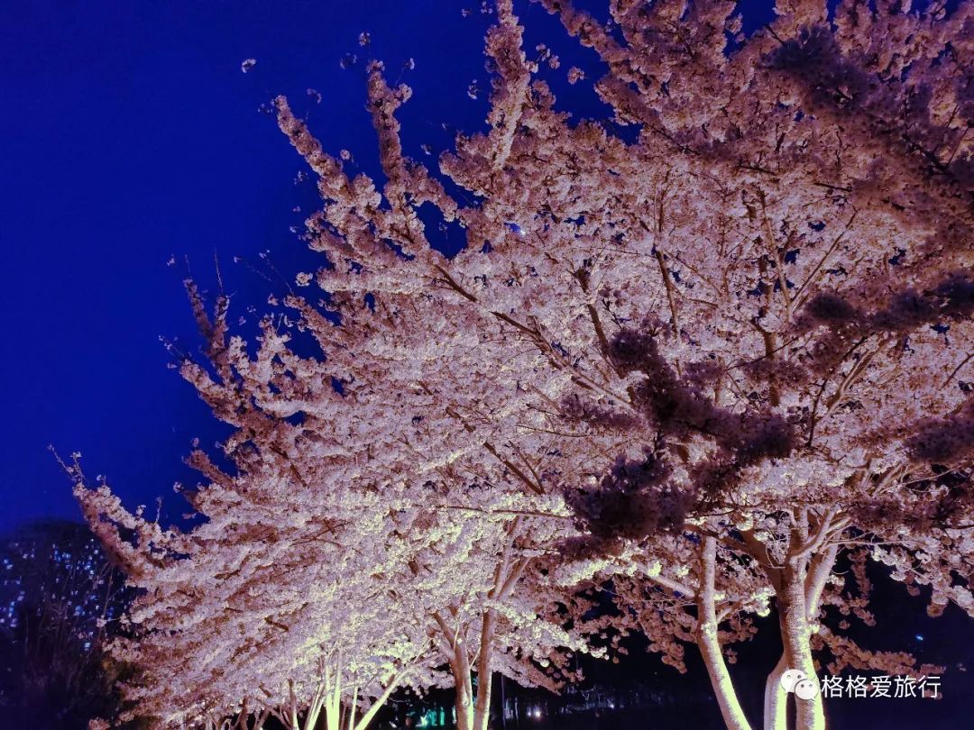 |劳动公园樱花开了，晚上也很美哦