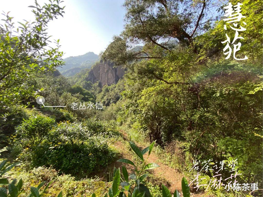 武夷山|章堂涧、古崖居、鹰嘴岩，现场实拍图还原，3分钟带你认识慧苑坑