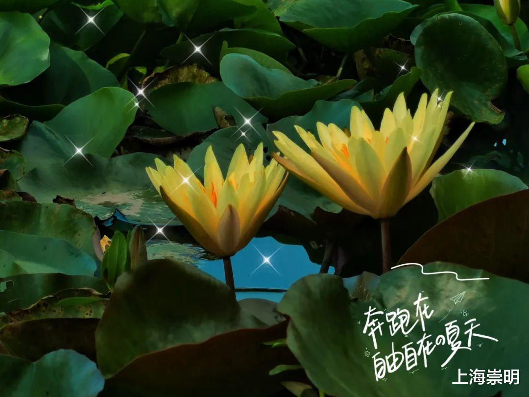 文化节|《沉香如屑》中的四叶菡萏，崇明有很多！