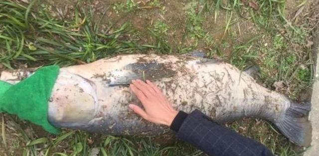 男子在湘江钓获68斤的水老虎,一番摆拍后,直接拉回家如此处置