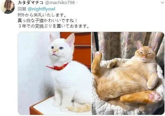 太神奇了，网友捡了只小白猫，养着养着竟变成胖橘：这是被骗了吗？