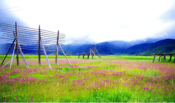 香格里拉|香格里拉大四赏花地，秋天仅剩一处绝美