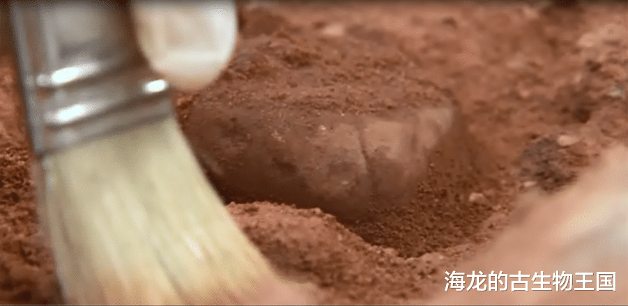 肿鼻角龙是一种逐水草而生的动物吗？