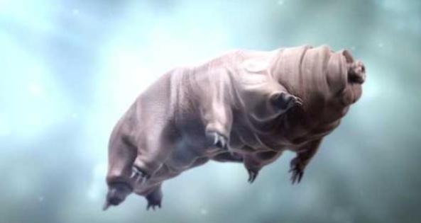 不怕冷也不怕热的超级生物,科学家认为,对付它仅有一个办法