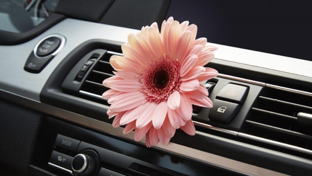 新车除甲醛，放水果无效，放活性炭作用小，学会这招，简单有效