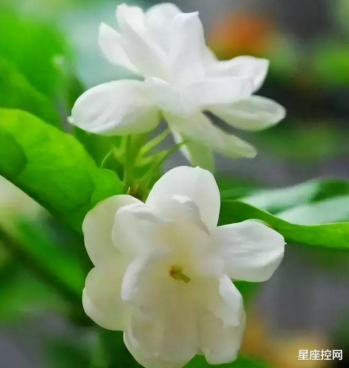 过关斩将|啥月份出生的人，心思细腻，敢想敢闯，职场一路过关斩将，晋升快