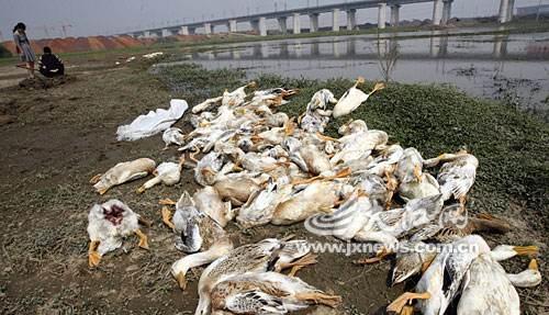 红眼病的人毒死老汉近4000只鸭子,谁为这些家禽的生命负责?