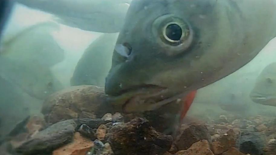 中药|钓鱼不要轻易用“中药酒”，用好了爆护，用不好一口都没有