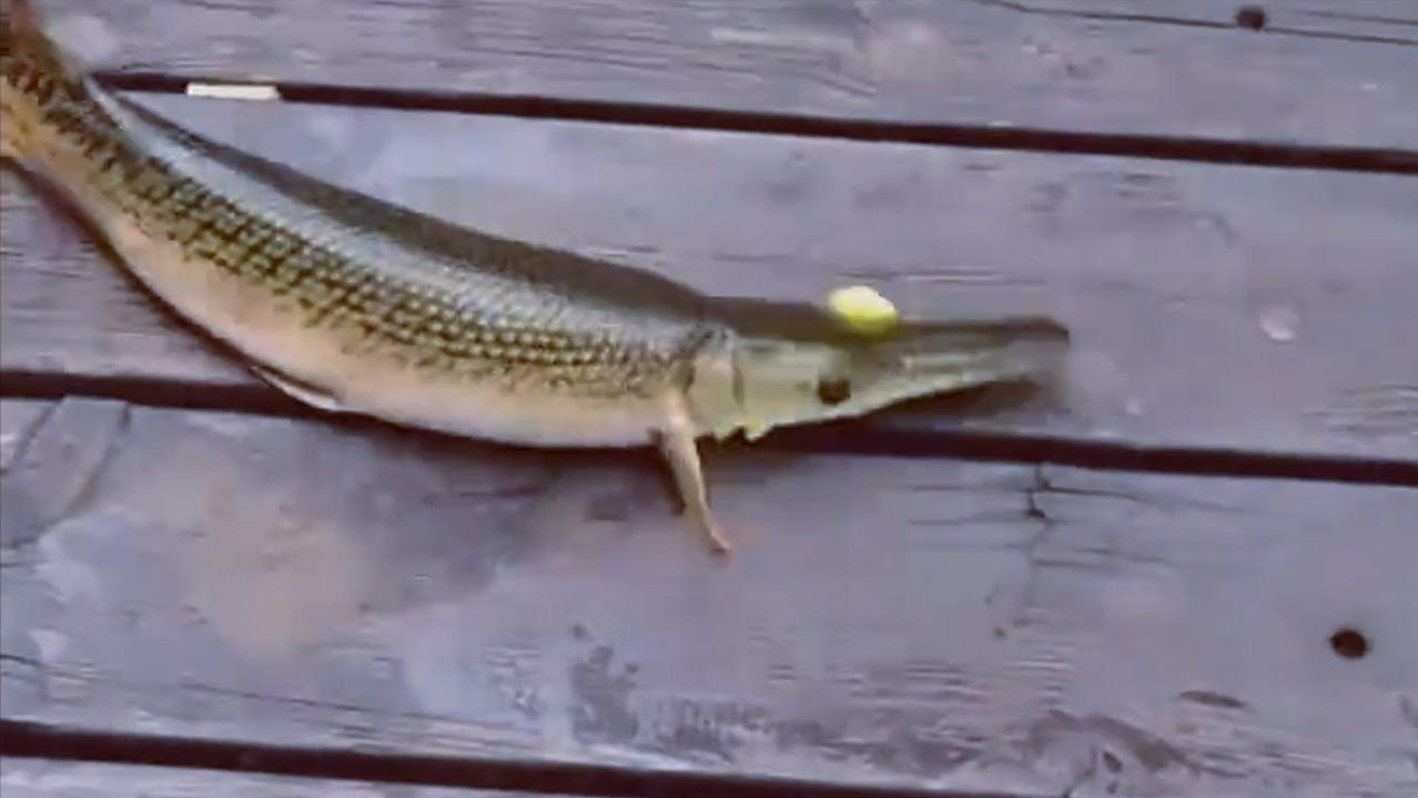 饵料|鳄雀鳝的好日子到头了,云南钓鱼人3分钟钓一条