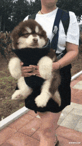 肠胃 “芯片那么难造,那么山寨机的芯片哪里来的呢?”