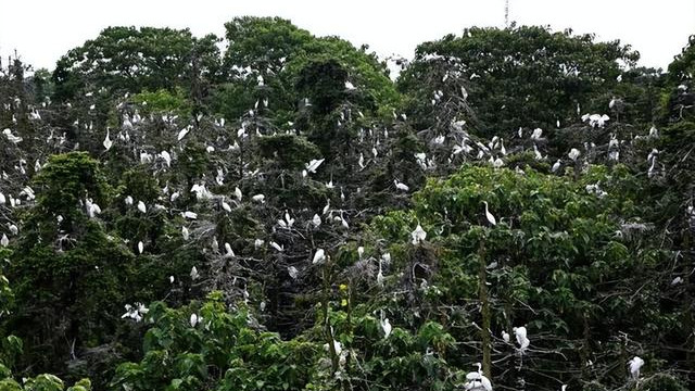 鸟多到压弯树枝！40万只鹭鸟筑巢产卵，对树来说为啥不是好事？