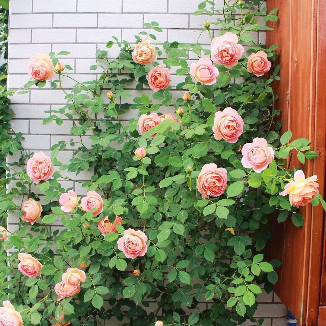 35㎡楼顶露台，亲手打造空中小花园，这才是顶楼的正确打开方式