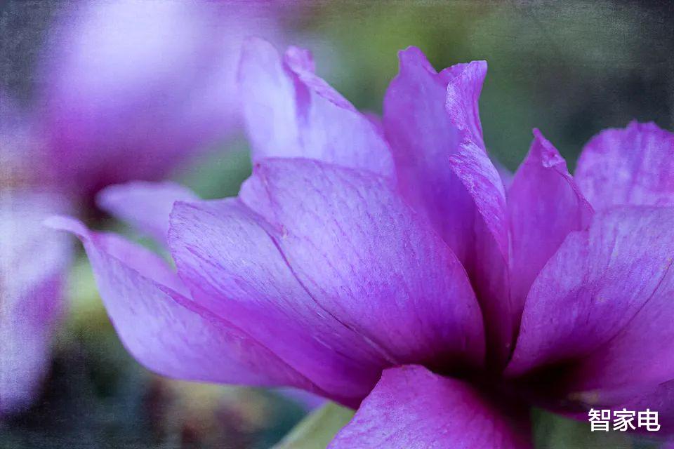 华帝|华帝追索千万级代言费, 敲响家电业明星代言警钟