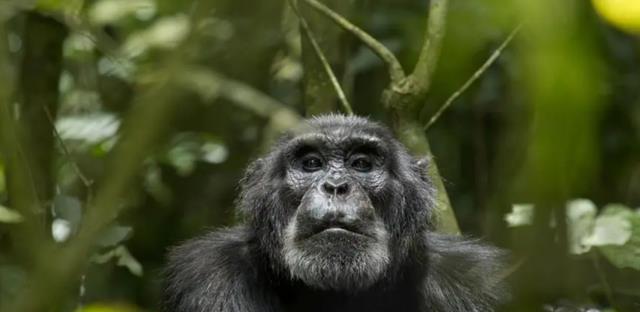 黑猩猩首次被发现吃掉大猩猩，科学家：人类或是“罪魁祸首”