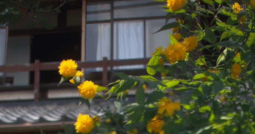 身为贵族的她跑到乡下做农妇,与花草庭院为伴,40岁择一山终老