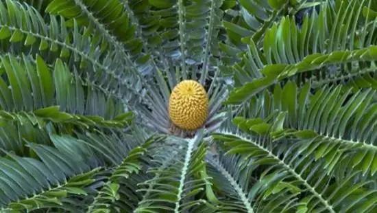 世界上十大濒临灭绝的植物，伍德苏铁居首位