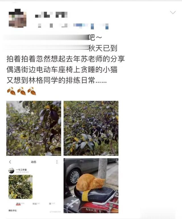 你知道桂花为啥夜里更香吗?黄浦最大成片桂花林香醉游人!