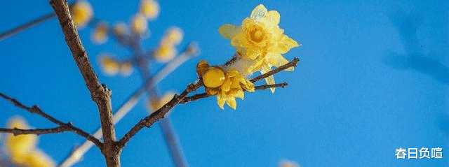 湖南|女子：父母给我买房，却引来大伯一家的强烈反对
