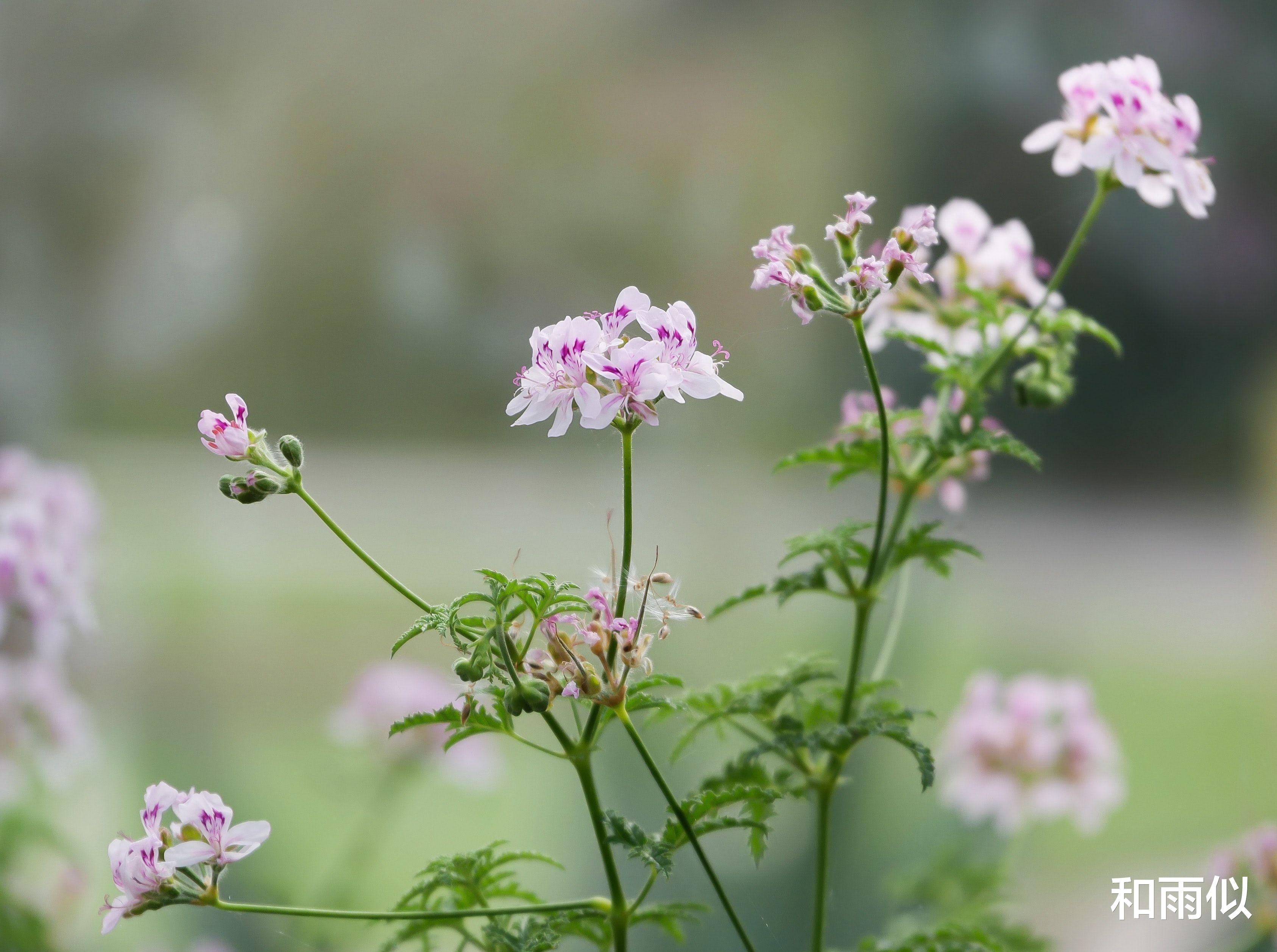 盛明兰|《知否》原著：与人交往，不想随便被欺负，高情商的人通常会这样做